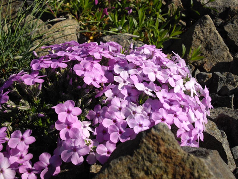 Phlox douglasii 'Eva' photo